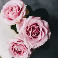 适用于头像的玫瑰图片第1张