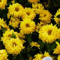 最新拍照制作菊花头像第1张