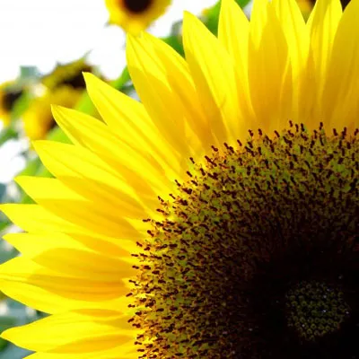 向日葵图片唯美头像第1张