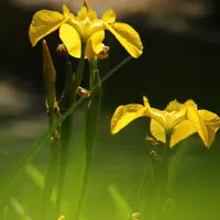 菖蒲花图片唯美头像第1张