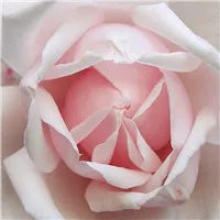 最漂亮的玫瑰花的图片头像第1张