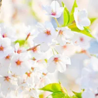 樱花头像唯美图片第1张