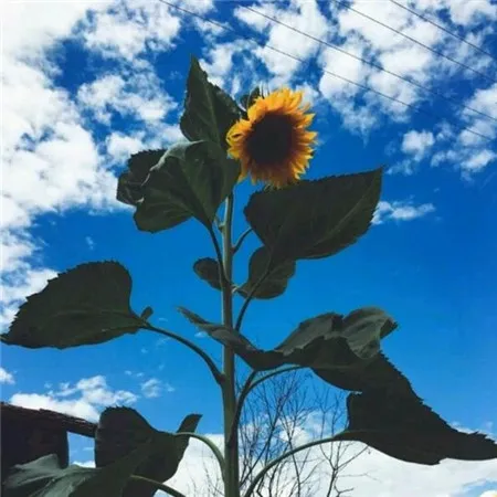 好看唯美阳光向日葵风景头像图片第1张