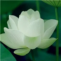 白莲花图片微信头像第1张