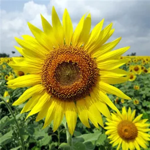 唯美向日葵微信头像第1张