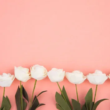 月季花微信头像第1张