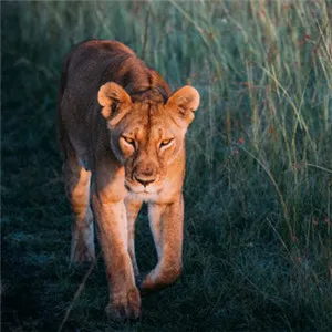 霸气的母狮头像第1张