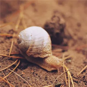 蜗牛微信头像第1张