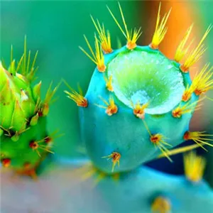 个性清新花朵头像第1张