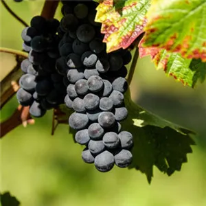 葡萄头像图片大全大图第1张