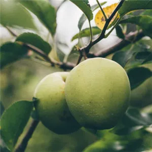 qq水果头像图片第1张