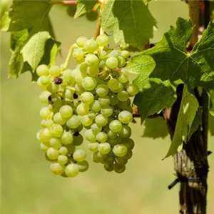 漂亮水果头像第1张