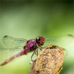 最稀有的蜻蜓头像第1张