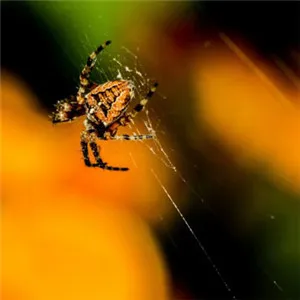 最吓人的蜘蛛个性头像第1张