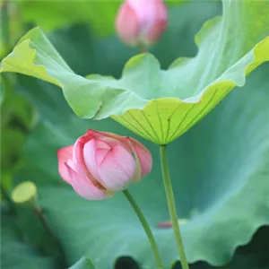 漂亮的荷花微信头像第1张