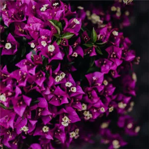 适合花店老板用的头像第1张