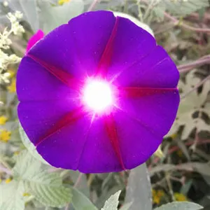 好看鲜艳的花朵头像第1张