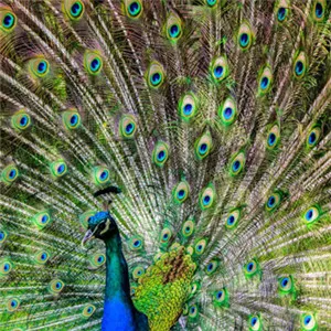 孔雀的头像第1张