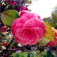 最好看的花朵微信头像第1张