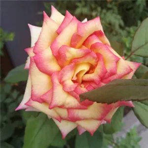 2018最新优雅花朵头像第1张