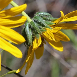 带来好运的微信头像花第1张