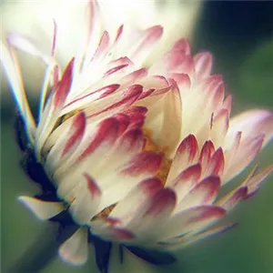 适合微信或者QQ用的养眼植物花卉唯美头像图片第1张