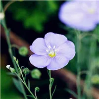 喜欢花朵做头像的必备第1张