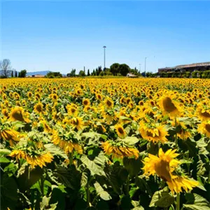 向日葵头像图片清新第1张