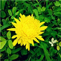 好看的适合做头像的菊花头像第1张