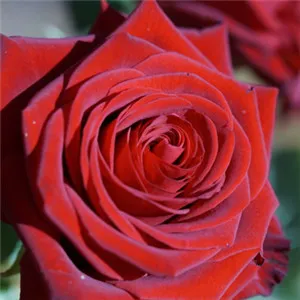 红玫瑰微信头像第1张