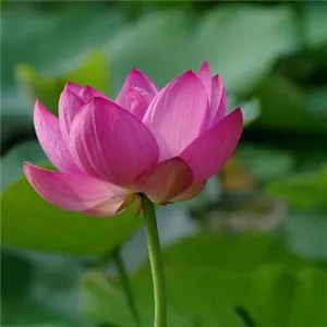 中年人荷花头像第1张