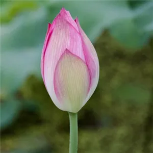 漂亮的荷花头像第1张