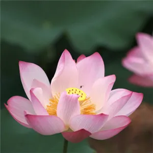 最美荷花微信头像第1张