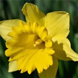 芬芳清新花朵QQ头像第1张