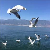 天上飞翔的海鸥头像第1张