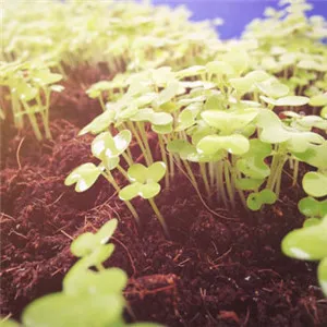 清新的绿芽图片头像第1张