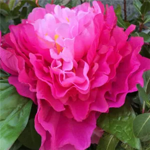 吉祥的牡丹花微信头像第1张