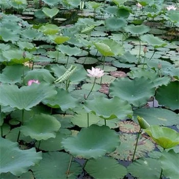 好看的荷叶头像12P第1张