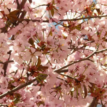 樱花微信头像第1张