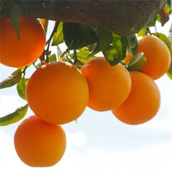 水果头像小清新第1张