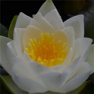 适合信佛人微信头像第1张