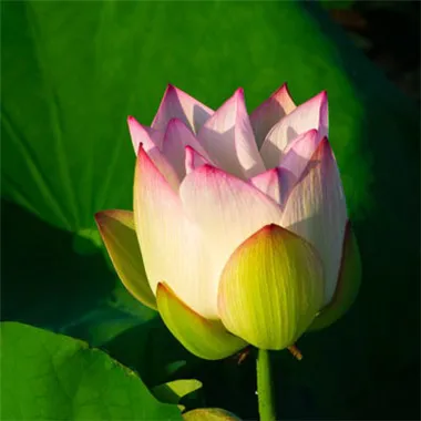 最美花朵头像第1张