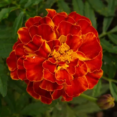 鲜花的头像图片第1张