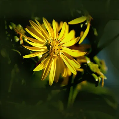 花苞开放的花朵头像第1张