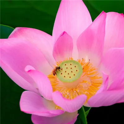 最好看的荷花头像第1张