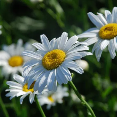 特别好看的头像第1张