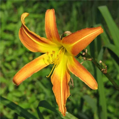 漂亮的微信头像图片花第1张