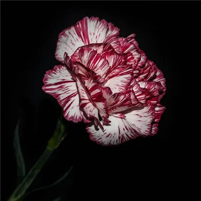 康乃馨微信头像第1张