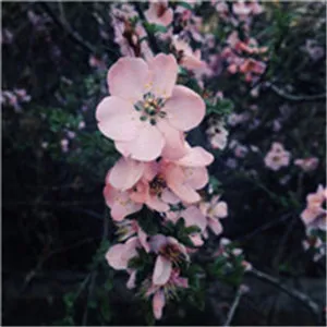 桃花头像高清图片第1张