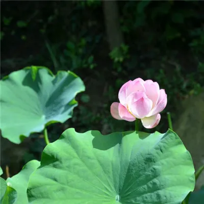 优雅大气微信头像第1张